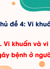 Bài 12. Vi khuẩn và vi khuẩn gây bệnh ở người